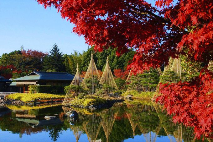 紅葉と雪吊りがライトアップ 名古屋 白鳥庭園 の幻想的風景 愛知県 トラベルjp 旅行ガイド