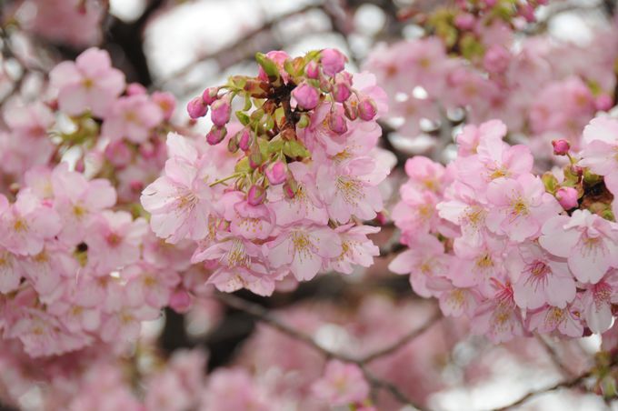 河津桜はこんなにピンク