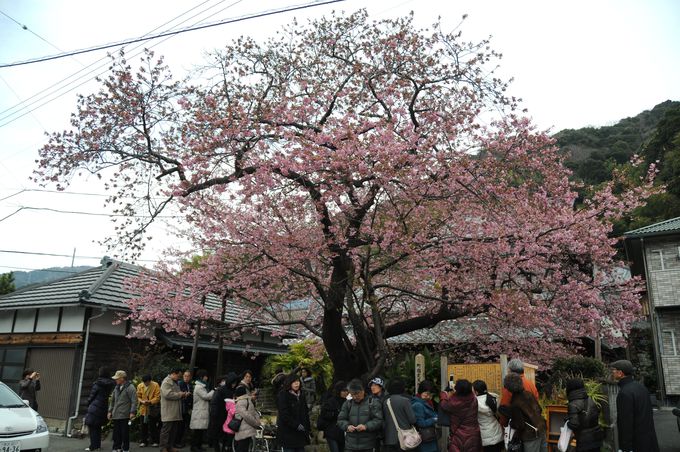 河津桜の原木