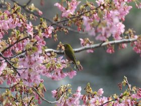 伊豆の「河津桜まつり」へ行って本州で一番早いお花見を楽しむ！