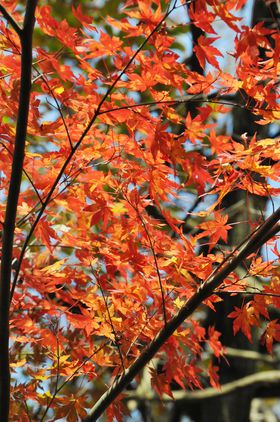 Ō̍gtuԊьkJv݂苴ɕԂ郂~WI̋LTlC