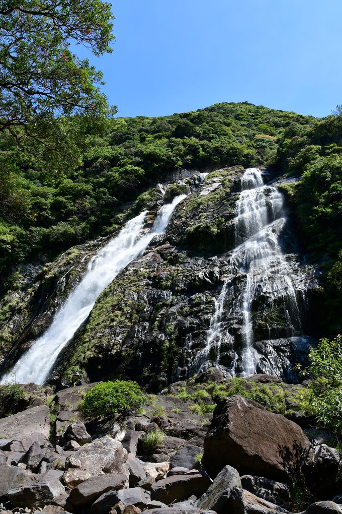 ���ԃK�W���}���Ƒ��̑�