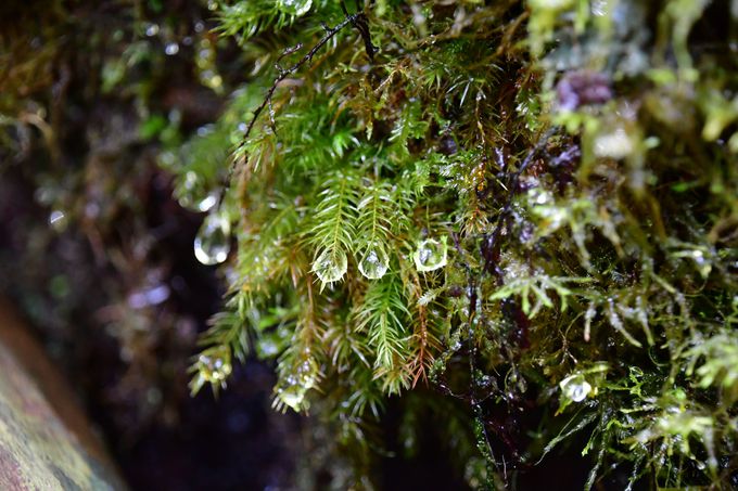 ���N�X�M�����h�ƋI����