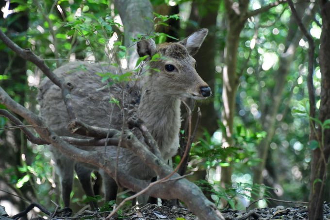 �����ѓ�