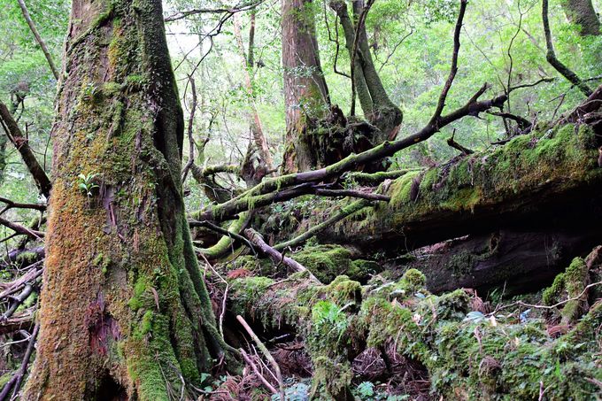 ���N�X�M�����h�ƋI����