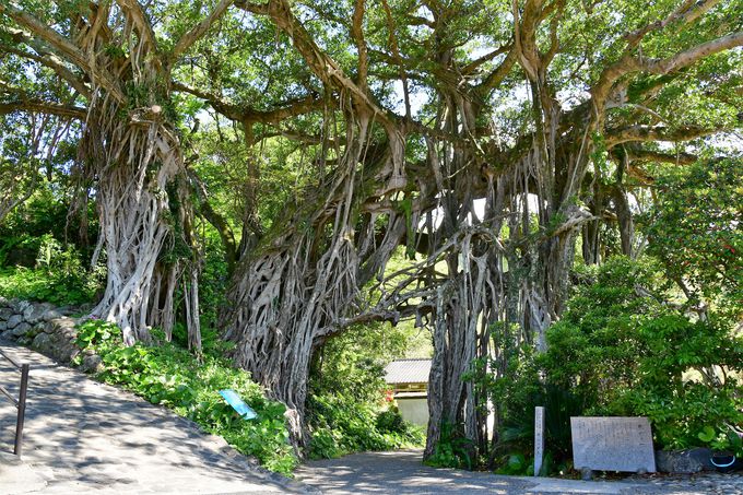 ���ԃK�W���}���Ƒ��̑�