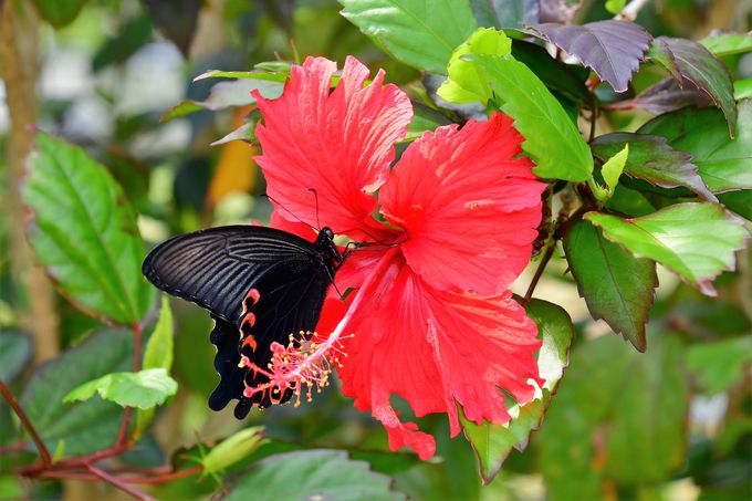 石垣島の花と蝶