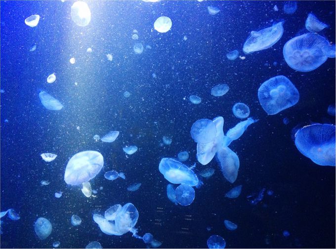 NQ̕!?Lȓ{Ĉ߂VoفI߉sΐ