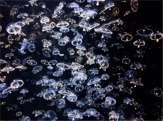 NQ̕!?Lȓ{Ĉ߂VoفI߉sΐ