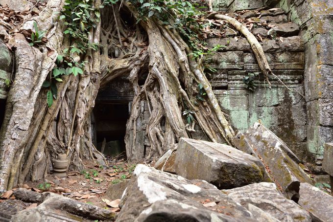 巨大樹が遺跡をのみ込む迫力 シェムリアップ タプローム カンボジア Lineトラベルjp 旅行ガイド