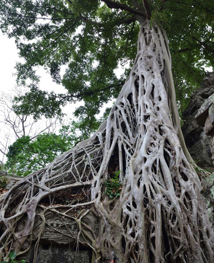 巨大樹が遺跡をのみ込む迫力 シェムリアップ タプローム カンボジア Lineトラベルjp 旅行ガイド