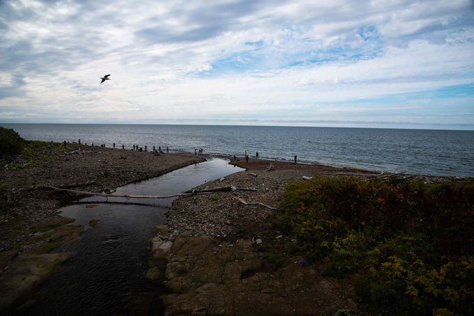 �W���̋��|�ǂ̕��v���ӁI���ʉ���̃T�P�̑k��