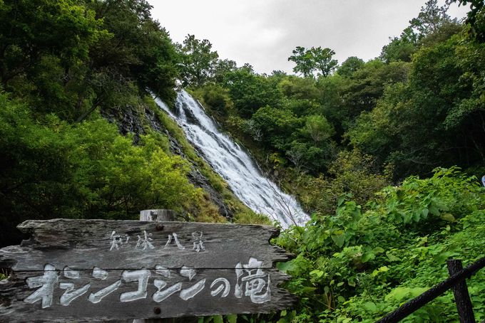 �s���2���̗��ꂪ�S���� �I�V���R�V���̑�