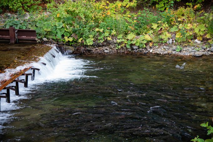 �W���̋��|�ǂ̕��v���ӁI���ʉ���̃T�P�̑k��