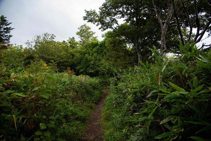 �q�O�}�ɒ��ӁI�������Z�Ȓm���܌΂̎U���H