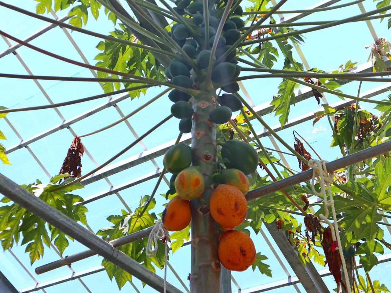 宮古島のトロピカルフルーツが実る「フルーツ園」