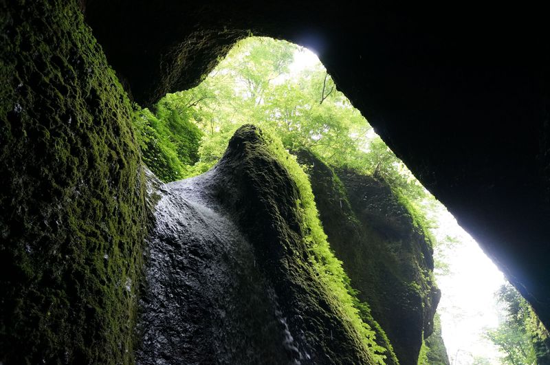 緑の洞窟に落ちる神秘の滝　〜シワガラの滝（兵庫県新温泉町）