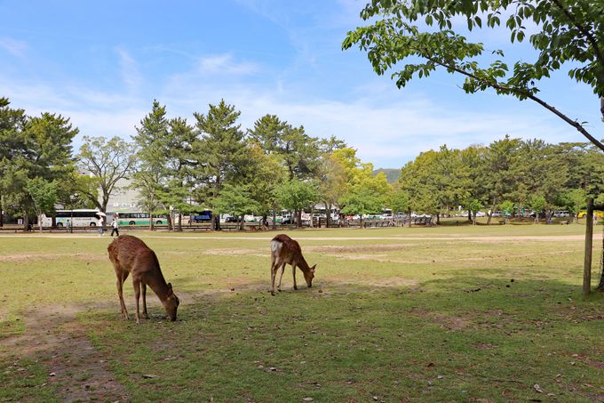 遭遇率高め 奈良公園 鹿とふれあえるおすすめスポットはココ 奈良県 トラベルjp 旅行ガイド