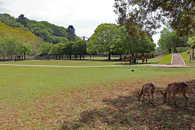 遭遇率高め 奈良公園 鹿とふれあえるおすすめスポットはココ 奈良