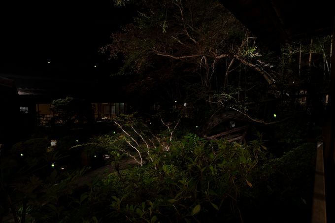 ほたるが美しい日本庭園の中を舞う 幻想的な真夏の夜