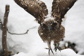 쐶̃V}tNEƉkC̔铒I{VEh̋LTlC