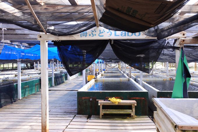 海ぶどうlover必見 沖縄 養殖場見学 おすすめランチはココ 沖縄県 トラベルjp 旅行ガイド