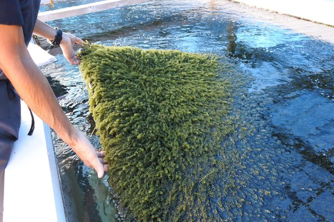 海ぶどうlover必見 沖縄 養殖場見学 おすすめランチはココ 沖縄県 Lineトラベルjp 旅行ガイド