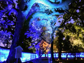 京都・青蓮院門跡で雅な香りに誘われる春のライトアップ