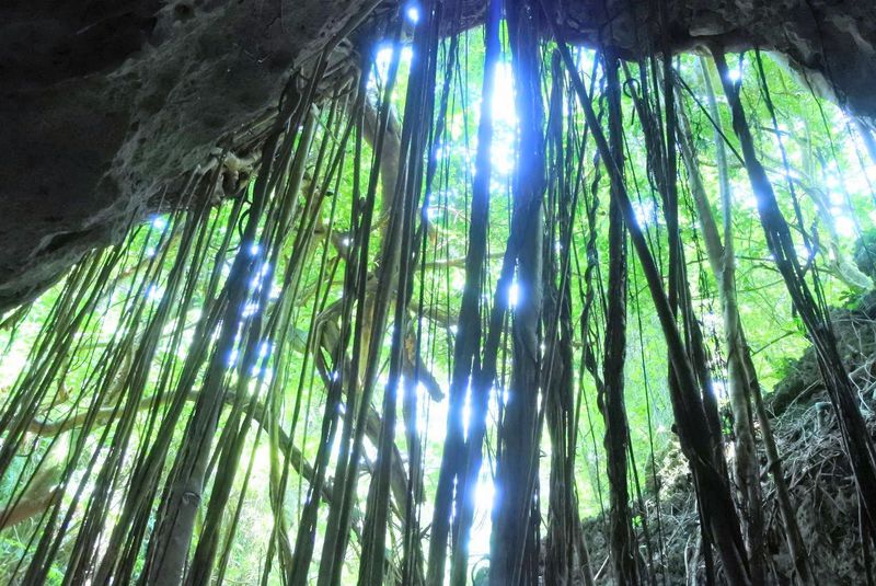 新登場！沖縄「ハンターバンの森」でパワースポットを冒険