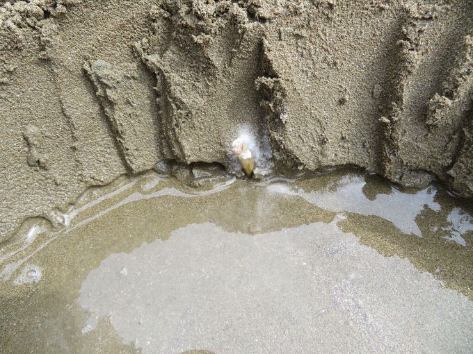 塩をかけたら飛び出す 姫路 的形潮干狩場 のマテ貝採りが面白い 兵庫県 トラベルjp 旅行ガイド