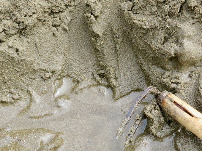 塩をかけたら飛び出す 姫路 的形潮干狩場 のマテ貝採りが面白い 兵庫県 トラベルjp 旅行ガイド