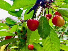 n[g`IkCłڎuƂ݂t[cK[fv̋LTlC