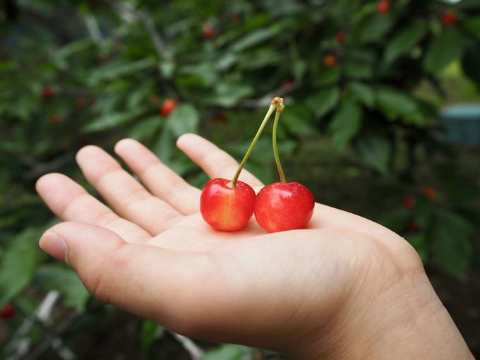 kCȂł͂̎ނIڂґɐHה