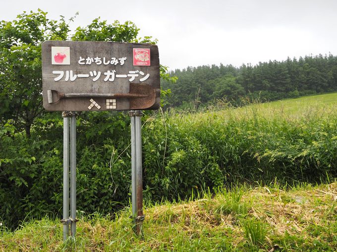 さくらんぼの季節は北海道の夏のはじまり