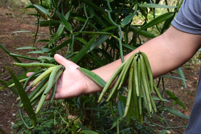 ���E�ł��������i��̃o�j������_��