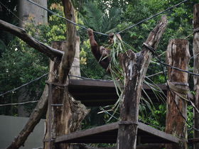 熱帯雨林に300種類の動物たちが遊ぶ！「シンガポール動物園」