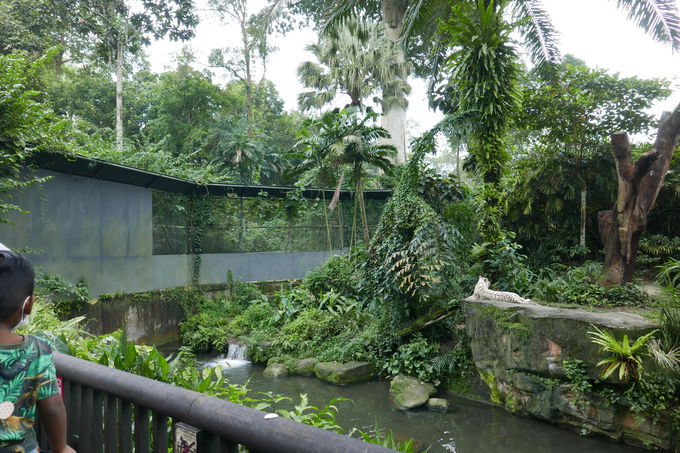 熱帯雨林の植物と動物