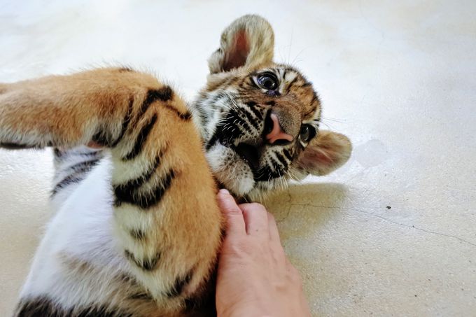 もふカワな赤ちゃんトラに触れあえる パタヤ タイガーパーク タイ トラベルjp 旅行ガイド