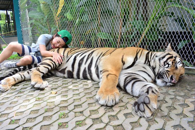 もふカワな赤ちゃんトラに触れあえる パタヤ タイガーパーク タイ Lineトラベルjp 旅行ガイド