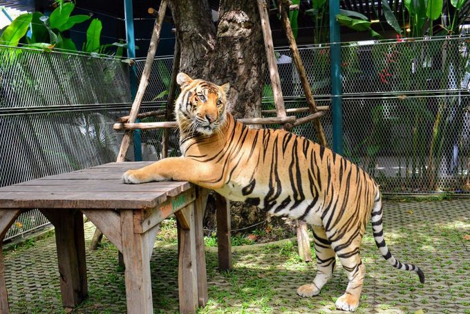 もふカワな赤ちゃんトラに触れあえる パタヤ「タイガーパーク」 | タイ | トラベルjp 旅行ガイド