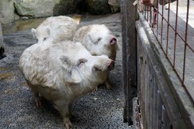 ���C�m�V�V�Ƒ��������ĂԁI�啪�E��d�u�󔪔��{�v�ŉ����тƊJ�^�̋L���T���l�C��