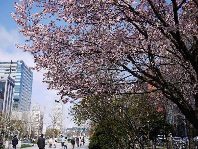 札幌市中心部でお花見をしよう！桜、花咲く春の「大通公園」