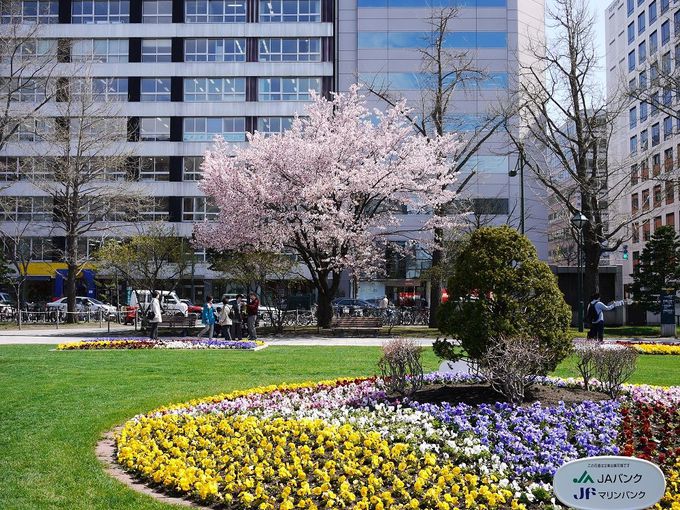札幌市民と一緒に桜を愛でつつ芝生でお花見ランチはいかが？
