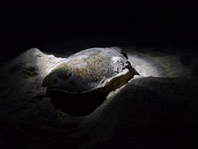 屋久島「永田いなか浜」の夜〜神秘のウミガメ産卵に立ち会おう！