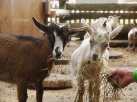 BƂӂꂠǏ^um[XTt@Tb|v̋LTlC