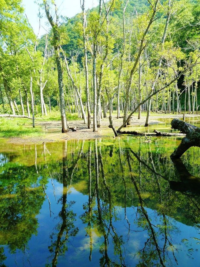 水鏡に映し出される美しい森の風景