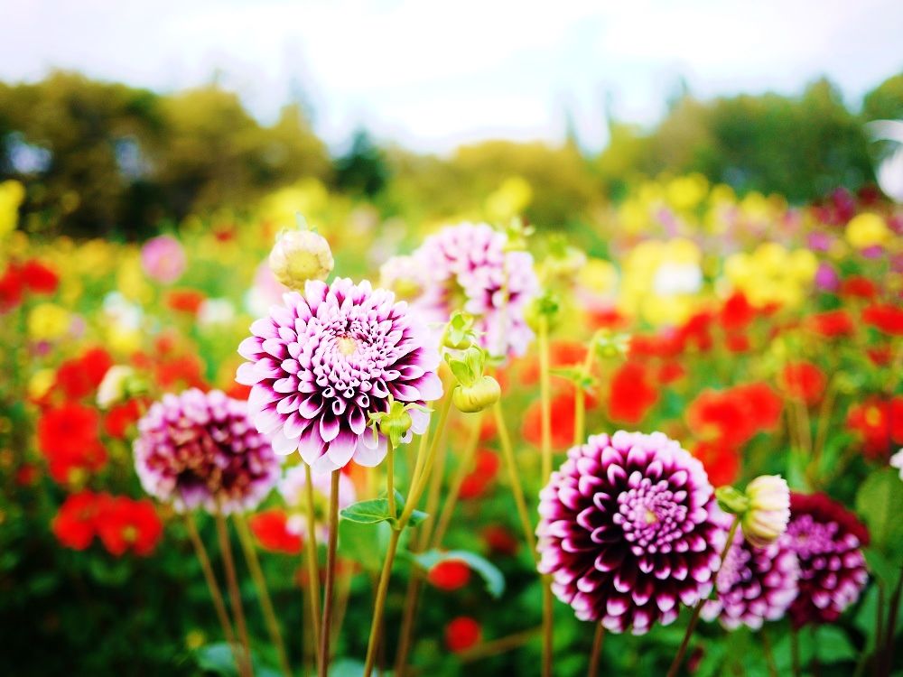 札幌市、秋のオススメお花畑は「百合が原公園」のダリア園！