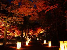 秋の夜に輝くもみじ！埼玉・武蔵丘陵森林公園「紅葉見ナイト」
