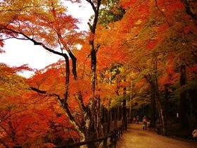 絢爛豪華！真っ赤に染まる絶景紅葉スポット！豊田市「香嵐渓」