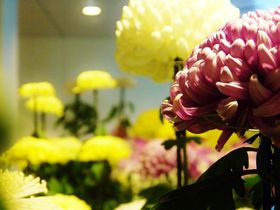 �ӏH�̃`�E�J�E�z�ʂ�������e�̉ԁI�u�����ۂ�e�܂�v�̋L���T���l�C��